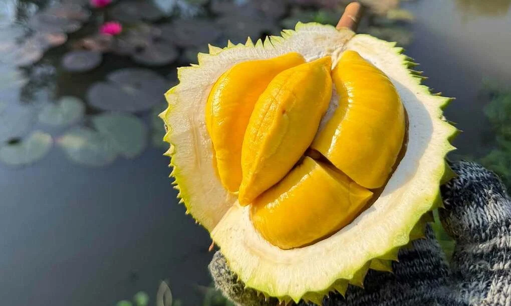 Sầu riêng Musang King trong ảnh tại nhà vườn ở miền Tây.