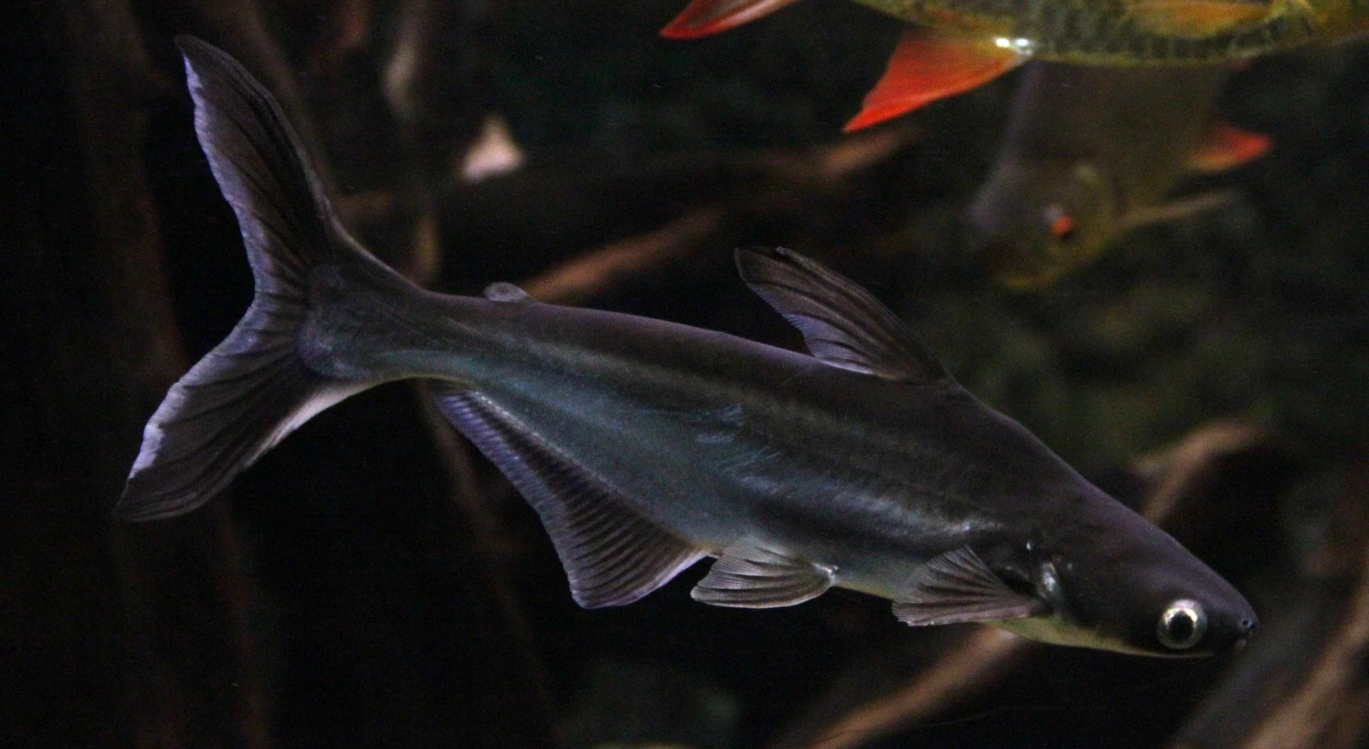 Pangasius in the Pierrefitte-Nestalas aquarium in France on August 3, 2018. Archive illustration of the species, not a processing factory in Đồng Tháp.