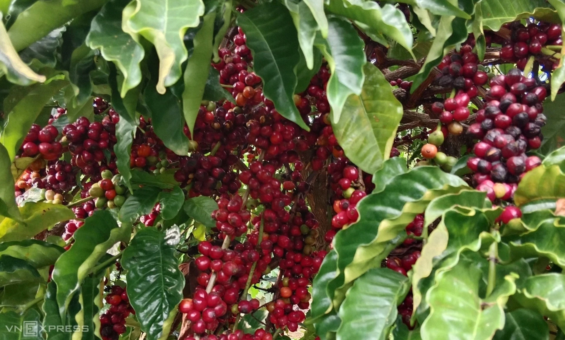 Cà phê chín trên cây tại một vườn của nông dân ở Quảng Ngãi.