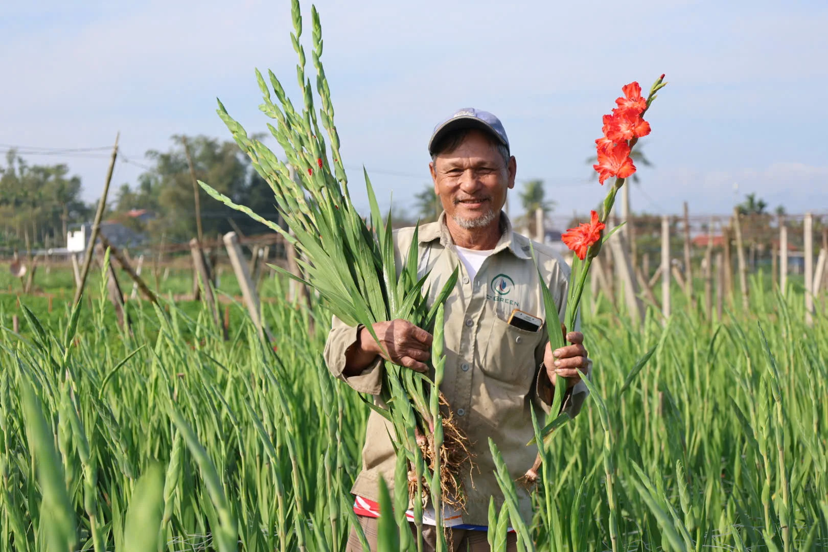 A farmer in An Phú commune holds gladiolus stems in a flower field