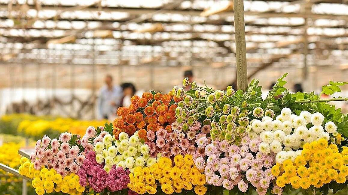 Chrysanthemums in Da Lat, photographed by Da Lat Hasfarm.