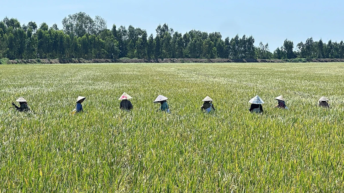 Farmers in a low-emission rice field in Dong Thap.