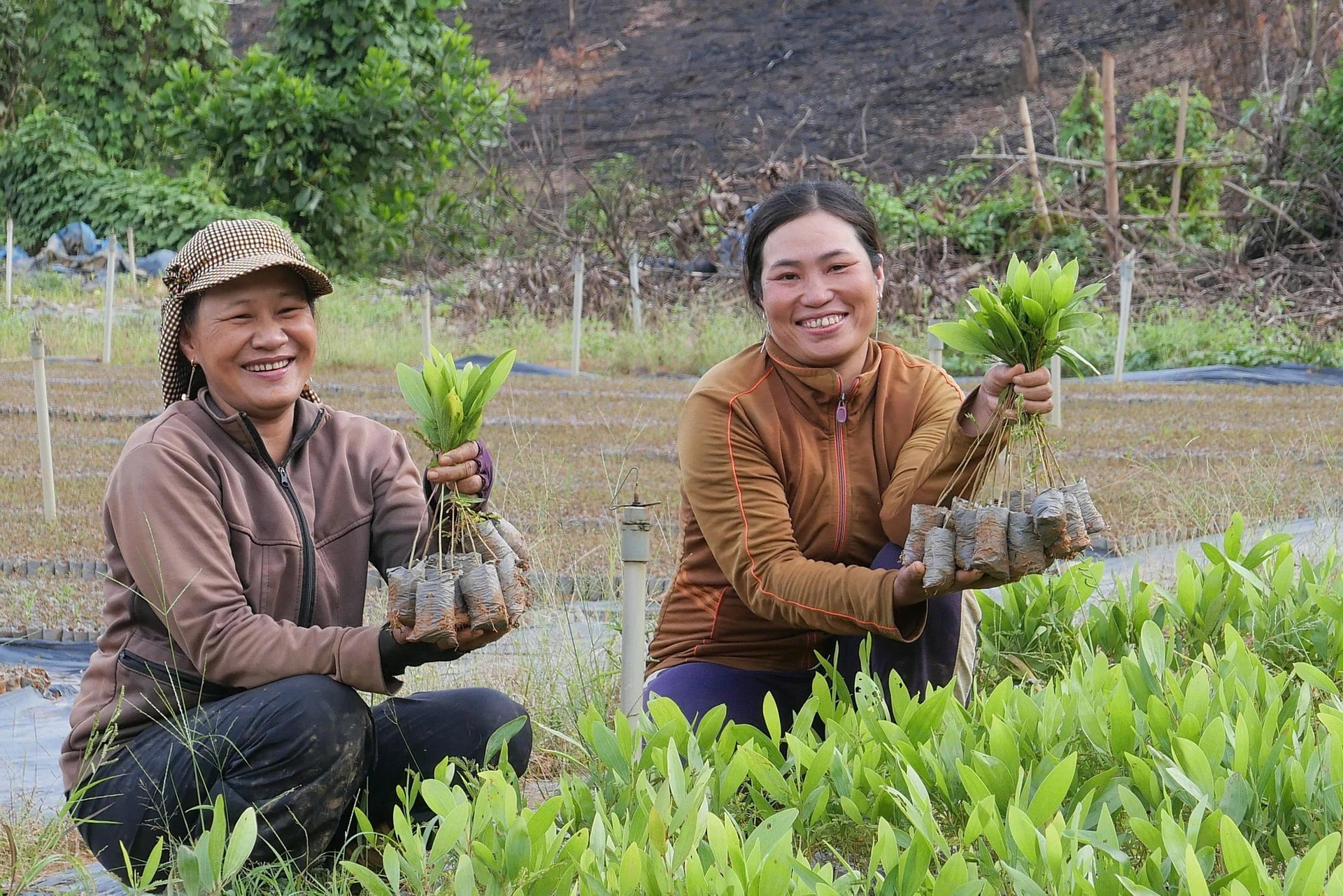Người trồng rừng với cây giống trong ảnh minh họa của chinhphu.vn.